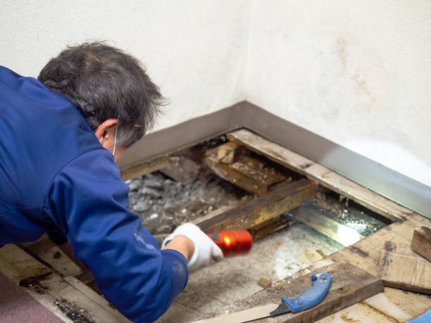 Best HVAC Mold Remediation in Prairie View, TX