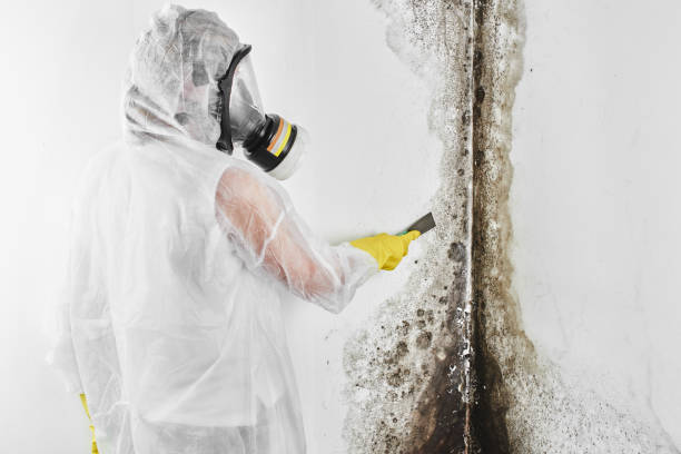 Best Industrial Mold Remediation in Prairie View, TX