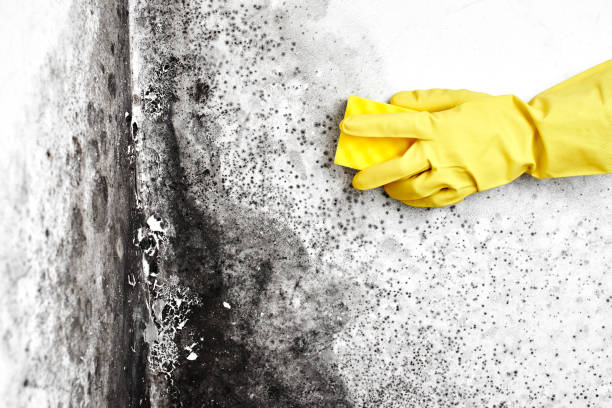 Best White Mold Remediation in Prairie View, TX