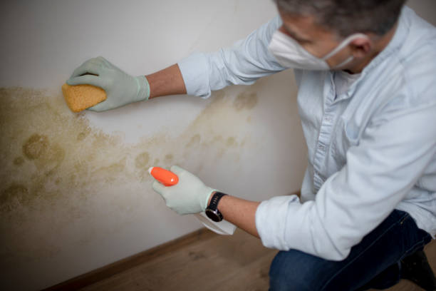 Best Mold Testing and Inspection Services in Prairie View, TX