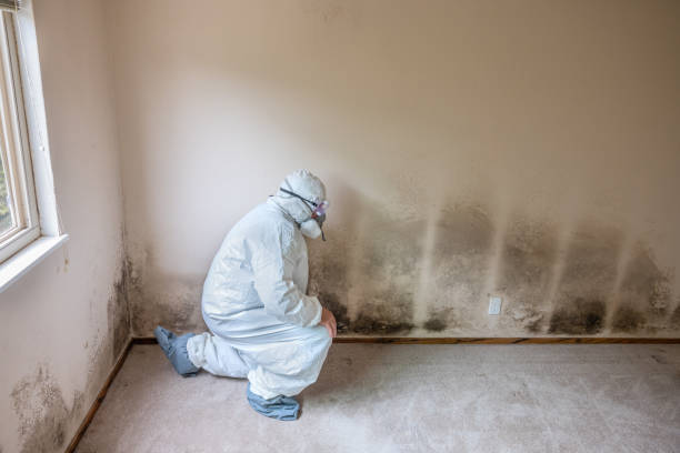 Professional Mold Remediation in Prairie View, TX