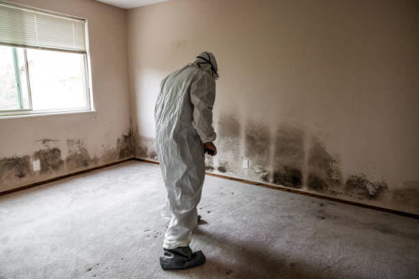Best Residential Mold Remediation in Prairie View, TX