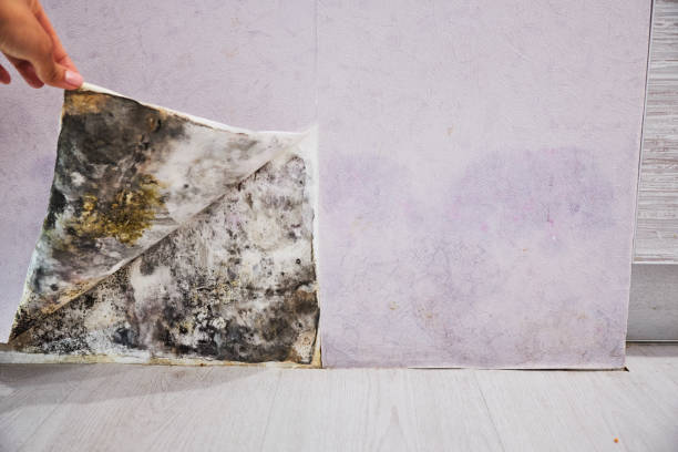 Best Localized Mold Remediation (e.g., coastal areas, humid climates) in Prairie View, TX